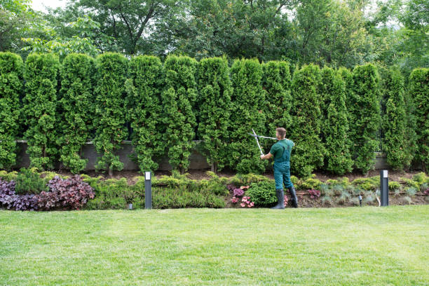 Best Pest Control for Lawns  in Sullivan City, TX